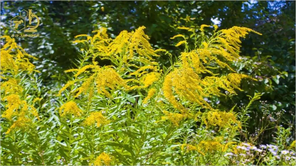 راگویید معمولی، با نام علمیAmbrosia artemisiifolia