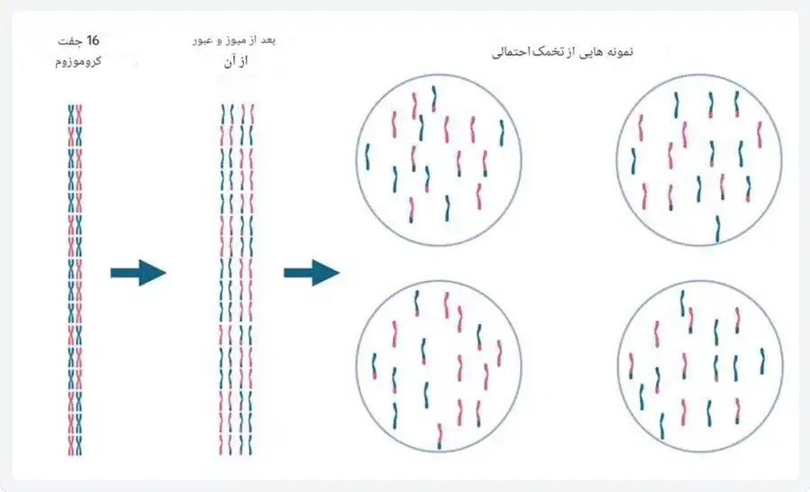 تصویر ۴. تخمکزایی در زنبورهای عسل.
شانزده جفت کروموزوم از یکدیگر جدا میشوند و بخشی از DNA بین آنها تبادل یافته و کروموزومهای جدیدی ایجاد میشود. تخمکهای حاصل، تنوع ژنتیکی بالایی دارند و حاوی یک مجموعه از ۱۶ کروموزوم هستند.