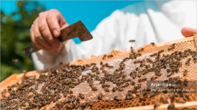 بازدید کندو با اهرم زنبورداری