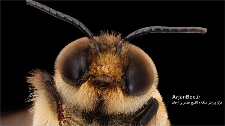 چشم های زنبور نر