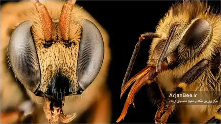 زنبور شناسی