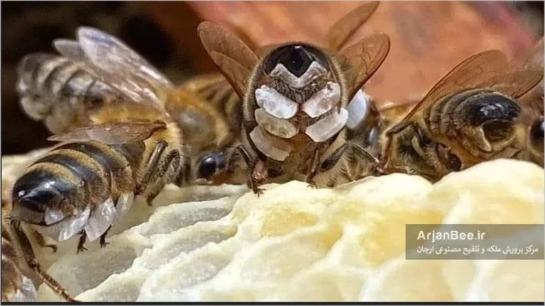 فعالیت غدد موم ساز زنبورهای کارگر