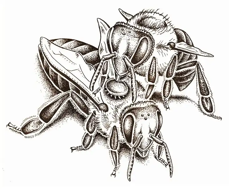 رفتار دگرآراستگی