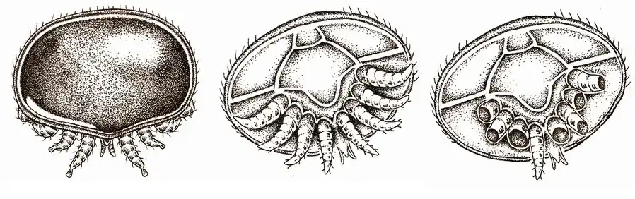 نمای پشتی کنه سالم، نمای شکمی کنه سالم، و نمای شکمی کنه با پاهای آسیبدیده