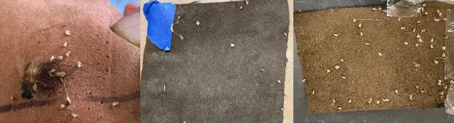 تکههای پارچه استفادهشده در آزمون رفتاری
