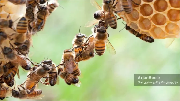 فستون یا زنجیر بستن زنبورهای عسل