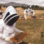 زنبوردارها در حین بازرسی کندوها
