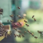 رفتار غارتگری زنبورها