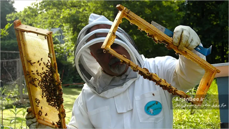 بازدید از قاب های کندو