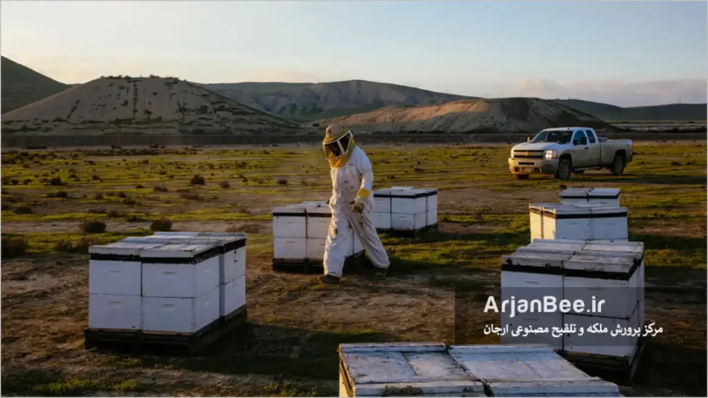 استقرار کندوها رو پالت ها