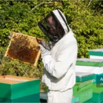 یک زنبوردار در حال بازرسی کندوی زنبورعسل
