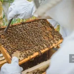 بازرسی کندو