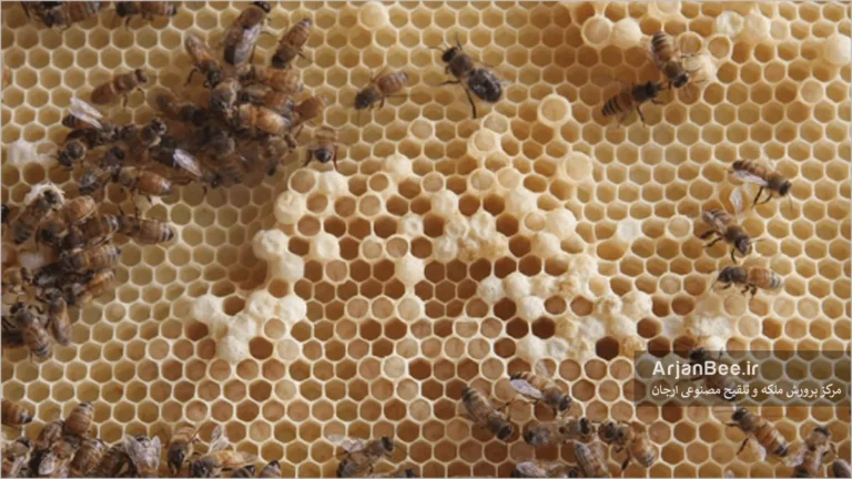 فعال بودن کارگرهای تخم گذار