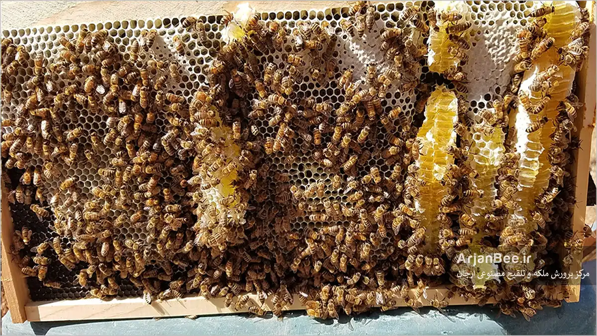 هرزه بافی تکیه گاه (Brace Comb)