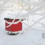 زمستان گذرانی کندوی زنبور عسل