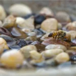 زنبور عسل در حال آب خوردن