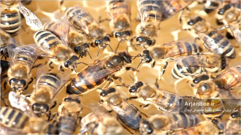 زنبور ملکه که توسط کارگزها و ملازمان اجاطه شده
