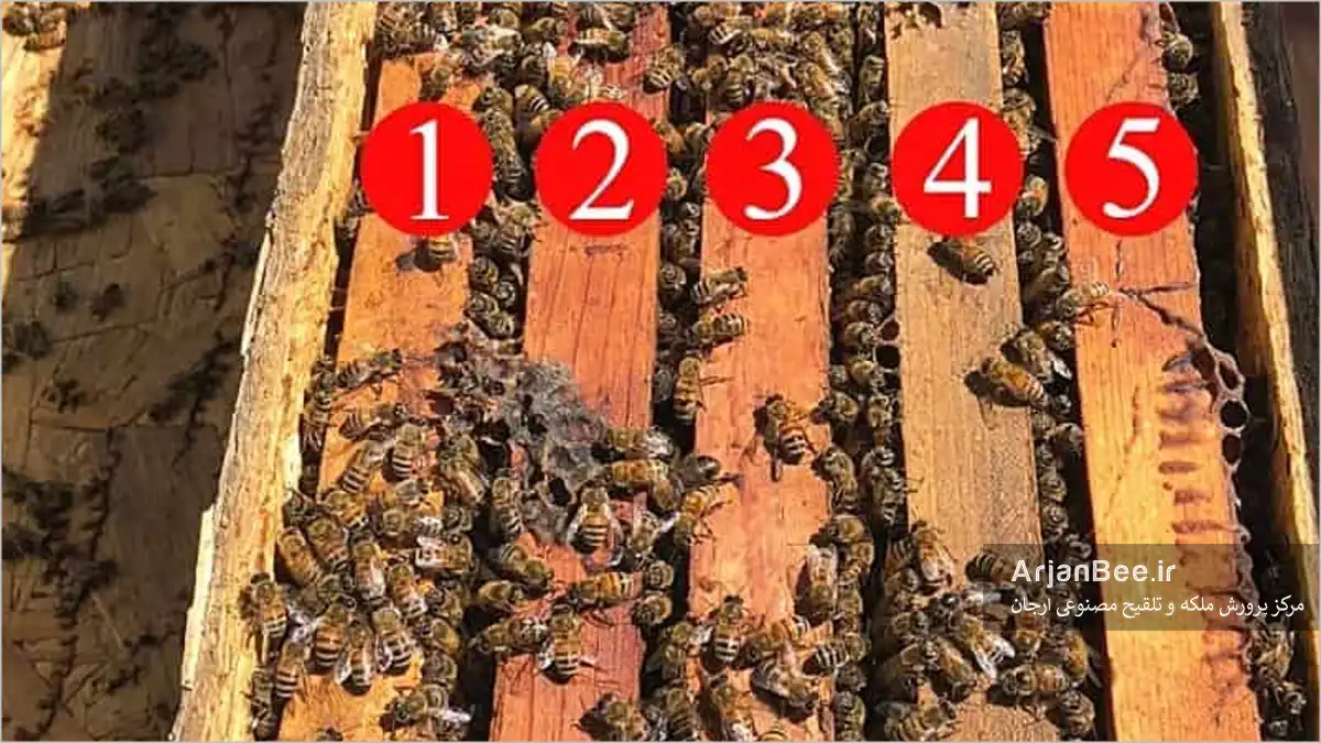 تصویر پنج قاب زنبور در یک کندوی پنج قابی با شمارهگذاری قابها