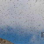 منطقه تجمع نرها