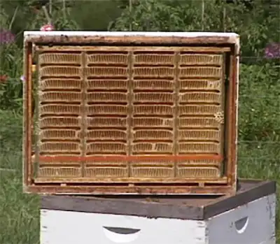 کاستهای هاگ هافکام (Hogg Halfcomb Honey Cassettes):