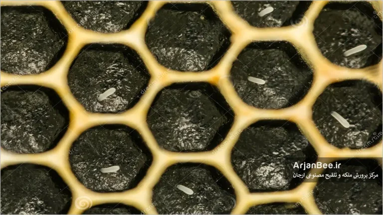 تخم زنبور عسل در شانه