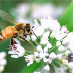 زنبور کارگر برای گرفتن شهد و گرده