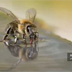 برداشت آب توسط زنبور کارگر
