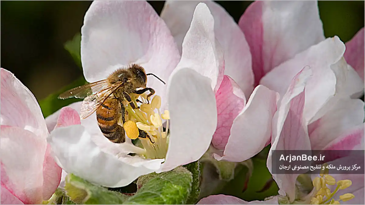 جذابیت گل سیب برای زنبور عسل؛ عوامل افزایش گردهافشانی 8 جذابیت گل سیب برای زنبور عسل