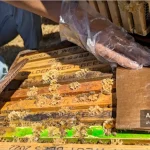 راهنمای جامع استفاده از اسید اگزالیک و گلیسیرین برای کنترل کنه واروآ در زنبورداری