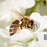 نقش تنوع گرده در تغذیه و سلامت زنبور عسل