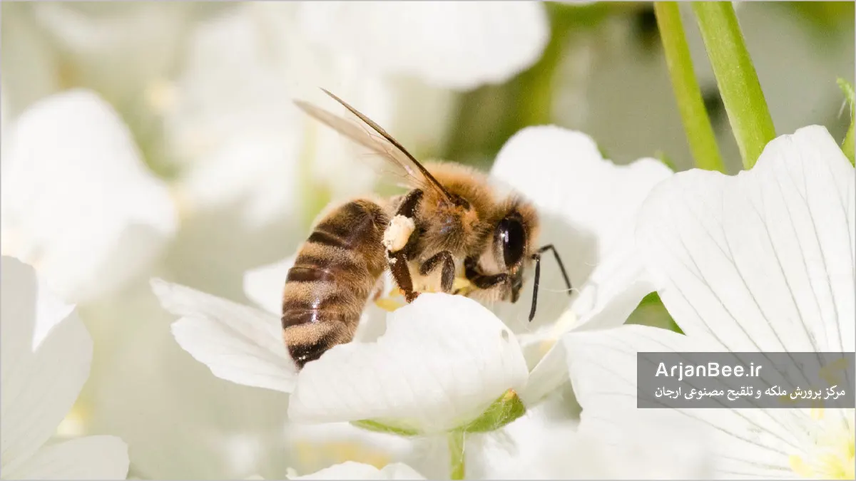 جذابیت گل سیب برای زنبور عسل؛ عوامل افزایش گردهافشانی 9 عوامل افزایش گردهافشانی