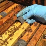 ترکیب اسید اگزالیک با گلیسیرین برای مدیریت کنه واروآ