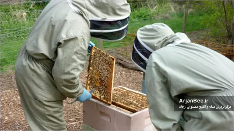 زنبوردار در حال تقسیم کندو