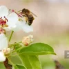 رقص زنبورهای عسل و انتخاب گل‌ها: راز موفقیت کلنی از تصمیم‌های فردی