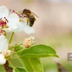 گردآوری شهد و گرده توسط زنبور کارگر