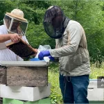 بررسی رفتار بهداشتی زنبور عسل