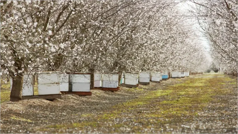 گرده افشانی باغات بادام