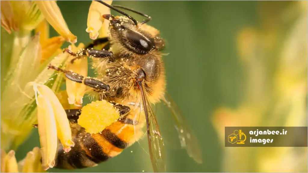 نیازهای تغذیه ای زنبور عسل