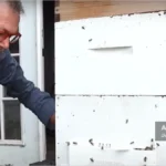 دیوید برنز در حال تماشای کندو زنبور عسل
