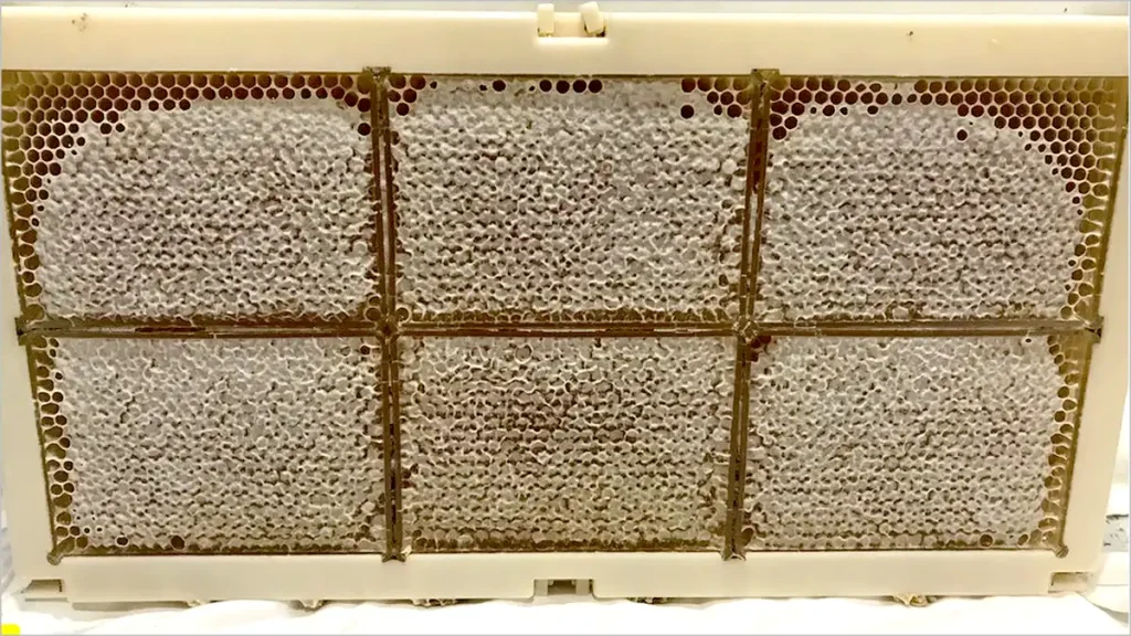 قاب پلاستیکی شان عسل