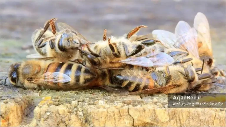 تلفات زمستانی کلنیهای زنبور عسل