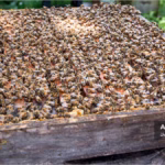 مدیریت تابستانی کندو