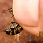 نیش و زهر زنبور عسل