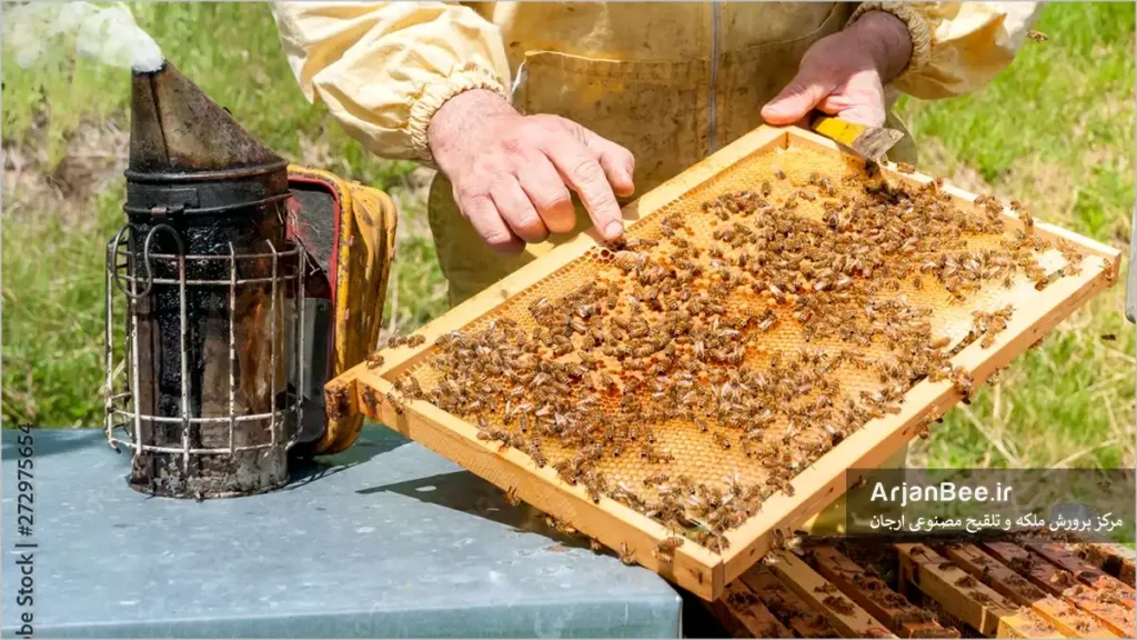 سلول ملکه (شاخون)