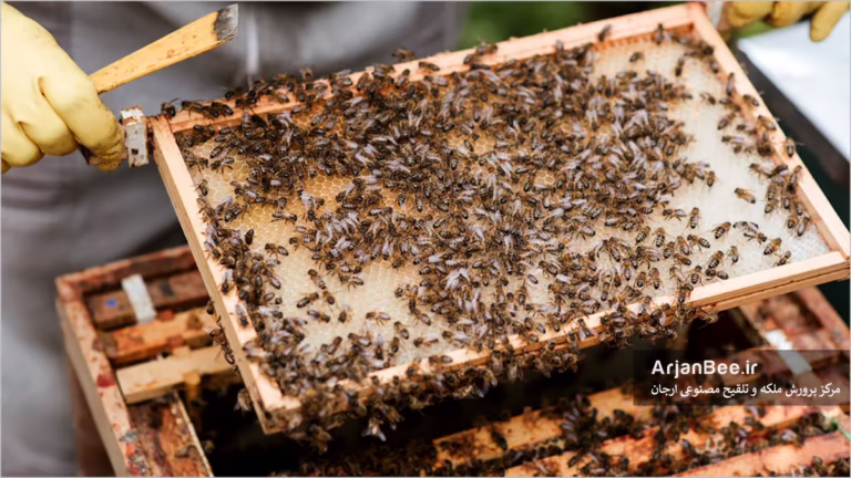 بازرسی کندو