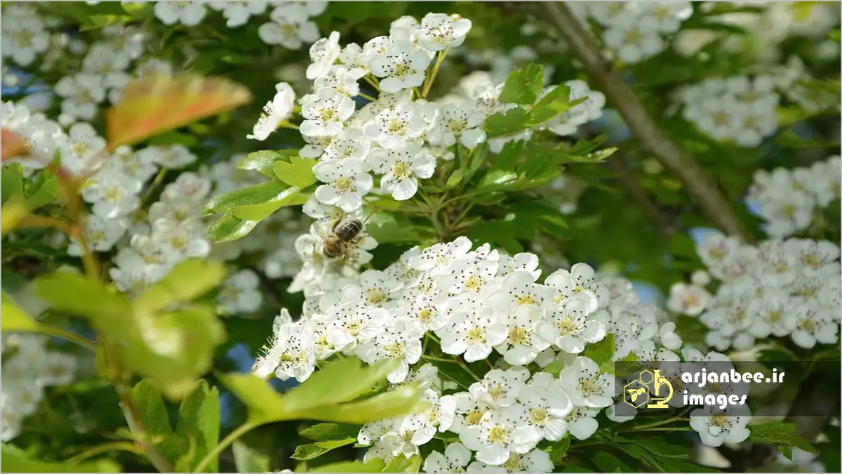 کاشت درختان گلدار برای نجات زنبور عسل 10 درختان گلدار زالزالک