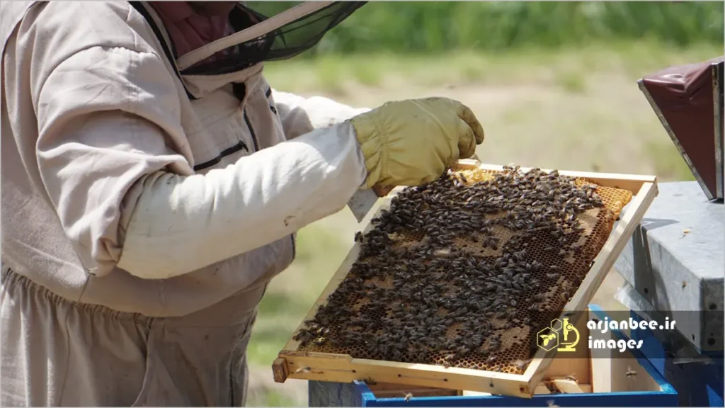چالش‌های پرورش زنبور عسل