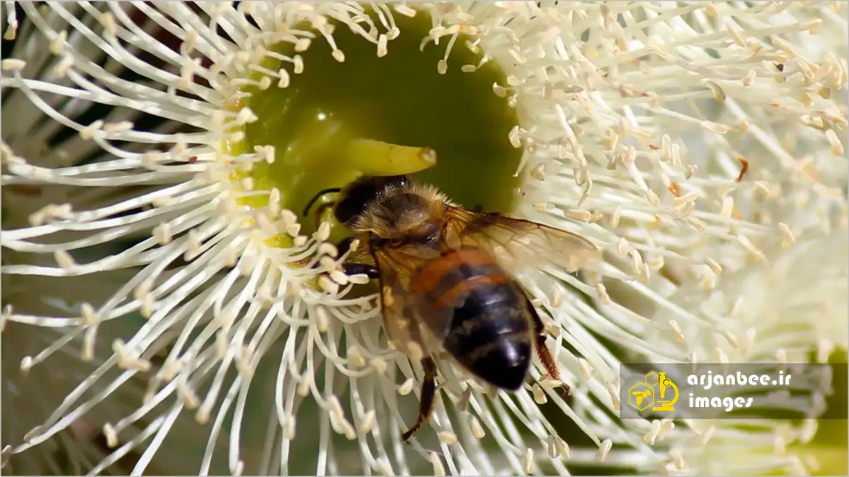زنبور عسل در حال جمع آوری شهد اکالیپتوس
