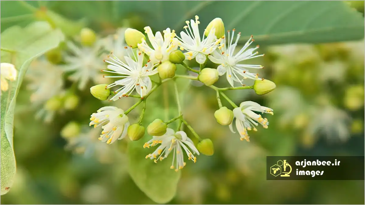 کاشت درختان گلدار برای نجات زنبور عسل 9 درختان گلدار