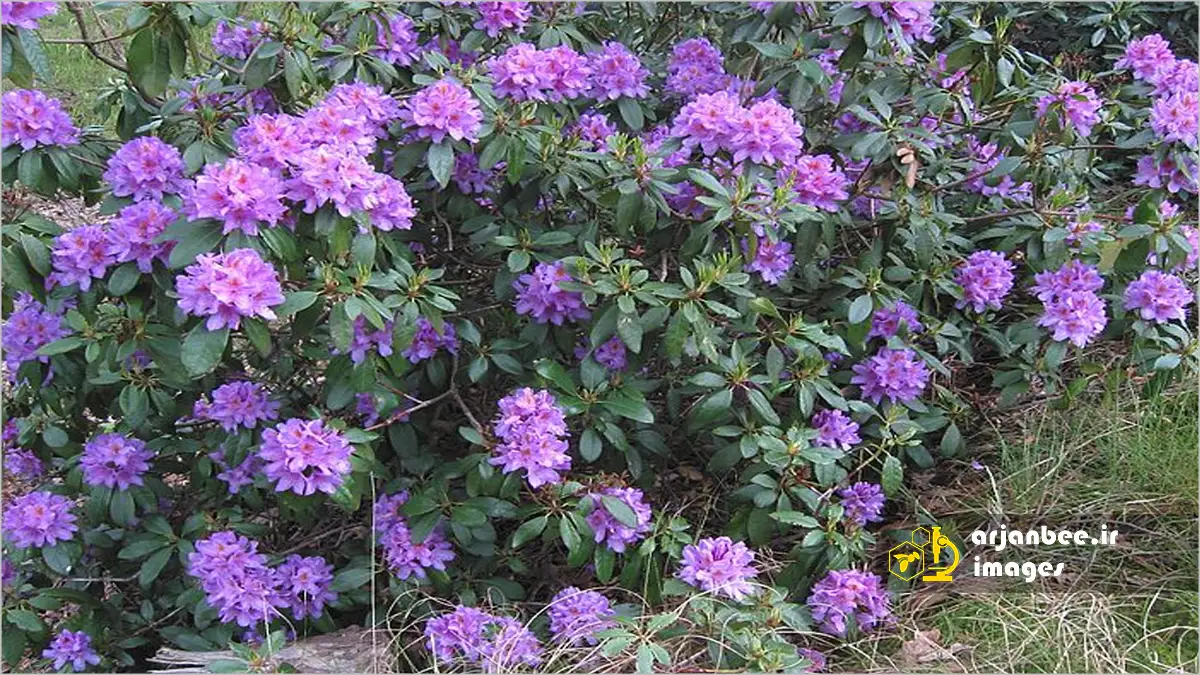 رُدودندرون (گل صد تومانی)